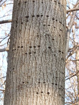 alimentazione di picchio?